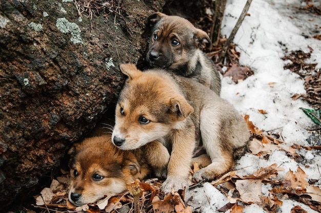 Drie dakloze kleine bevroren puppys met droevige ogen, in de sneeuw in het bos in de buurt van de oude boom in de winter. wachten op warmte, goede eigenaar.