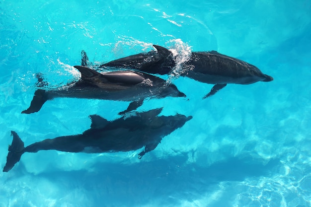 Drie dolfijnen hoge hoek weergave turquoise water