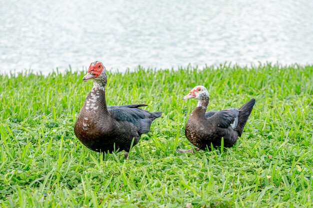 Drie eenden staan in het gras bij een meer.