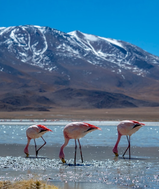 Drie flamingo's in het meer naast de berg