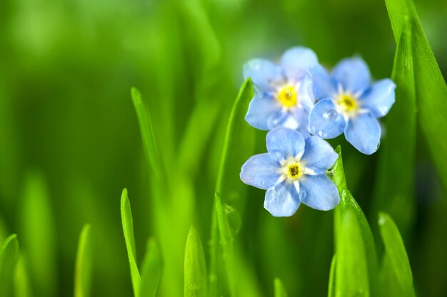 Drie Forgetmenot Blauwe Bloemen in Groen Gras Macro