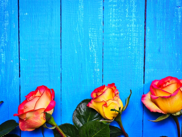 Drie geel-rode rozen op een blauwe houten achtergrond