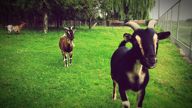 Drie geiten op een veld bedekt met gras door een hek