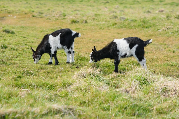 Drie geitjonge geitjes die op weide weiden