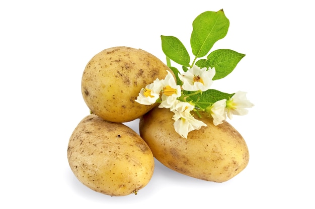Drie gele aardappelknol met een bloem en groen blad geïsoleerd op een witte achtergrond