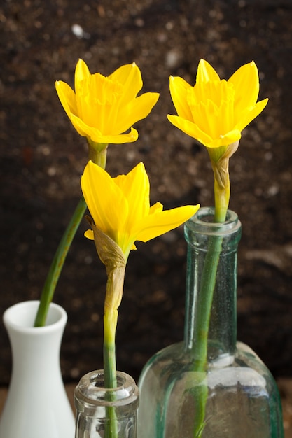 Drie gele narcissen