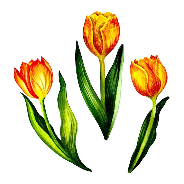 Drie gele tulpenbloemen. Aquarel illustratie.