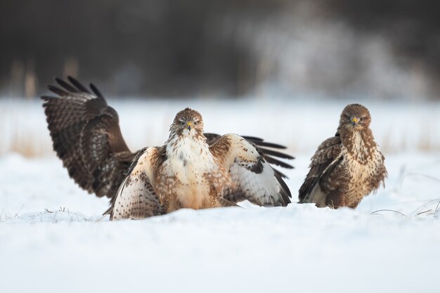 Drie gemeenschappelijke buizerd die zich op sneeuw in de winteraard bevinden