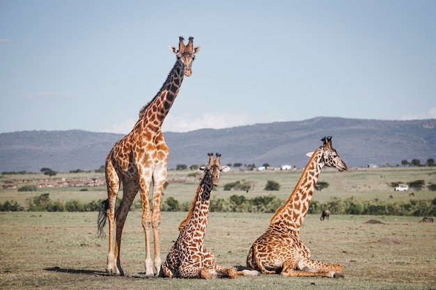 Drie giraffen staren aandachtig in Masai Mara, Afrika