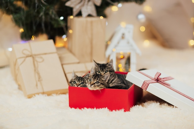 Drie grappige katjes in een rode geschenkdoos in de buurt van de kerstboom.