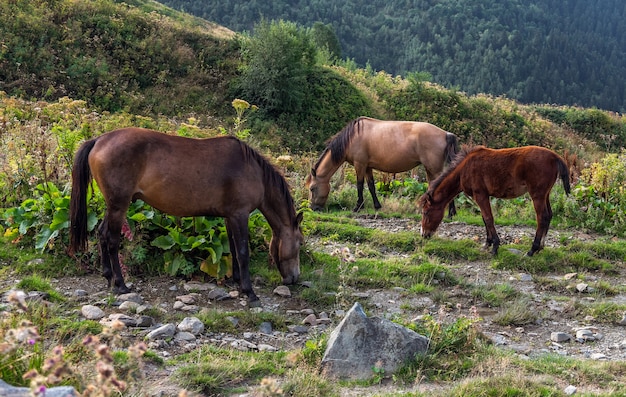 Drie grazende paarden