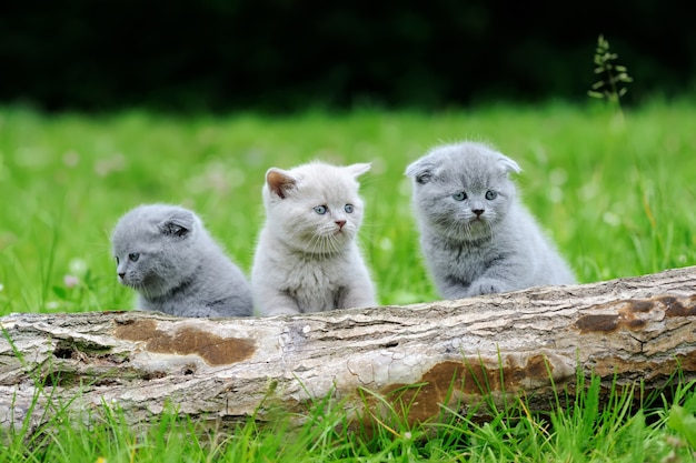 Drie grijze kitten op de natuur. Schattige baby kitten op boom