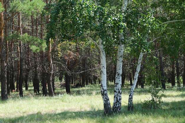 Drie groeiende berkjes op de achtergrond van het dennenbos