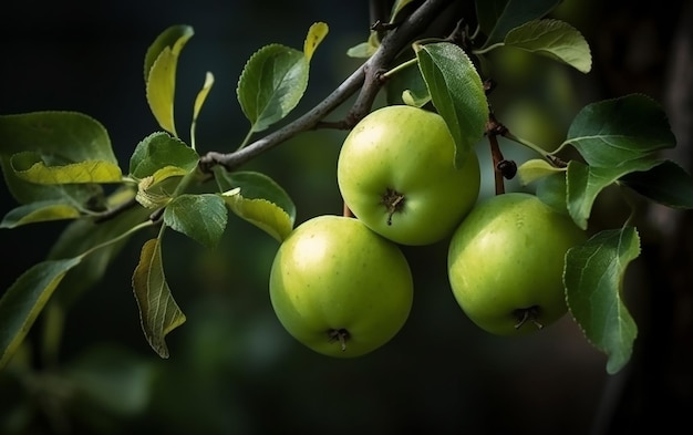 Drie groene appels hangen aan een boom met groene bladeren.