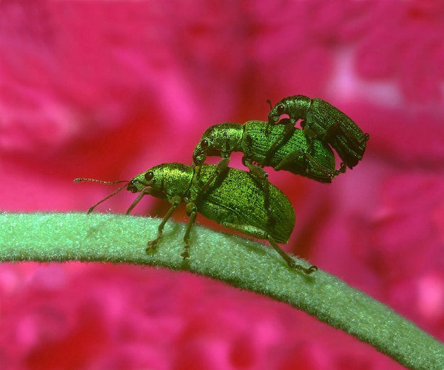 Drie groene insecten zitten op een groene plant.