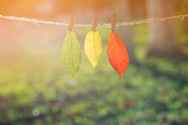 Drie herfstbladeren groen, geel, rood op houten wasknijpers en kant.