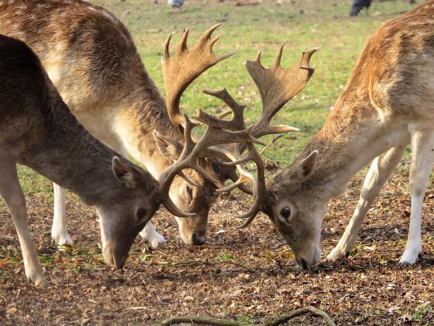 Foto drie herten met hoorns staan samen en buigen zich neer om te grazen.