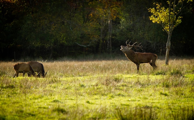 Drie herten op een grasveld tegen bomen.