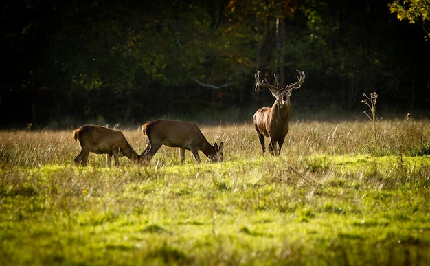 Drie herten op een grasveld tegen bomen.