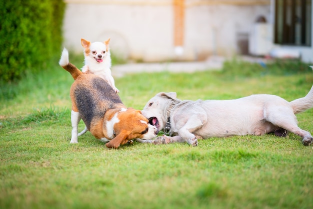 Drie honden die op een groene grasrijke tuin van het landhuis spelen.