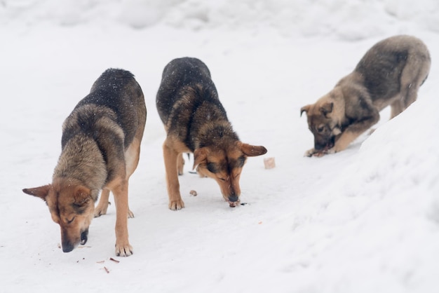 Drie honden knagen aan botten in de sneeuw