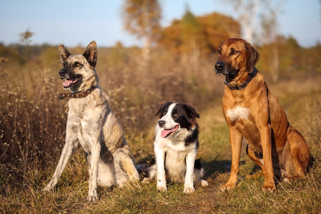 Drie honden Rhodesian Ridgeback, Border Collie en Hollandse herder zitten in een herfstveld