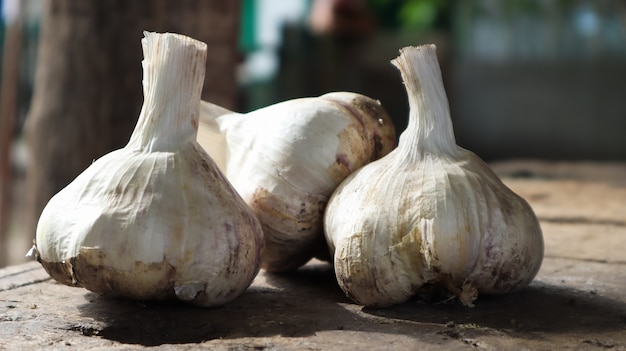 Drie hoofden van Messidor-knoflook op een houten achtergrond. Deze variëteit is hoogproductief, van goede kwaliteit, rijpt vroeg en heeft hoge opbrengsten. De hoofdkleur van droge buitenste schubben is geelachtig wit.