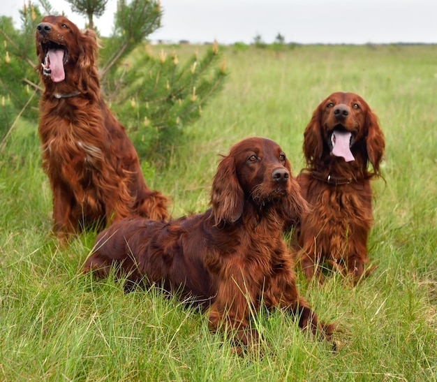 Drie Ierse setters