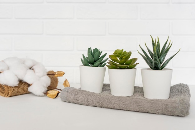Drie ingemaakte vetplanten staan op de tafel op een witte achtergrond