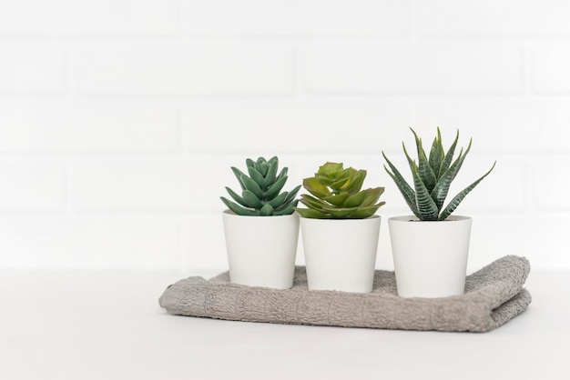 Drie ingemaakte vetplanten staan op de tafel op een witte achtergrond