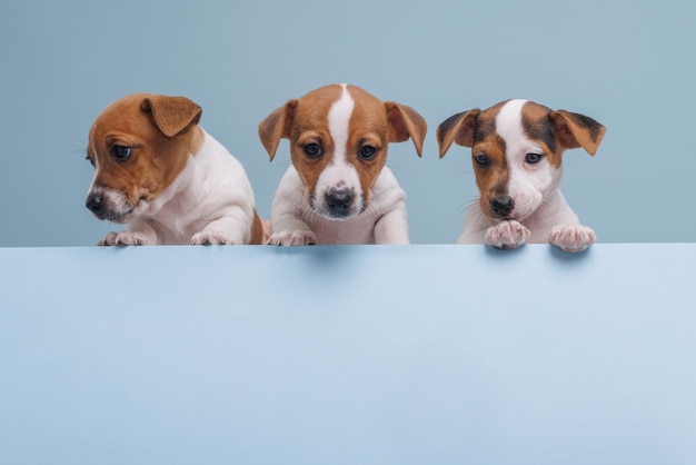 Drie jack russell puppies close-up op een afgelegen blauwe achtergrond