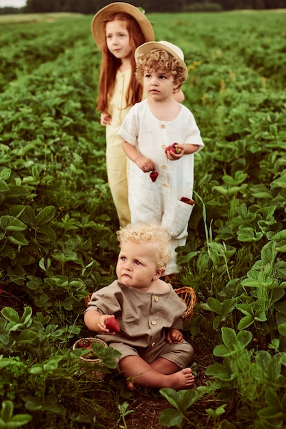 Drie jonge kinderen gekleed in linnen oogsten aardbeien in het veld en hebben plezier