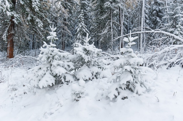 Drie jonge lariksbomen bedekt met sneeuw