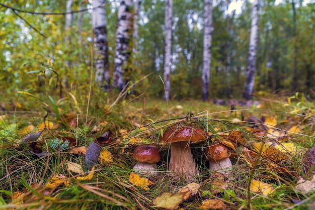 Foto drie jonge porcini-paddenstoelen komen onder de bladeren vandaan op een open plek in het bos