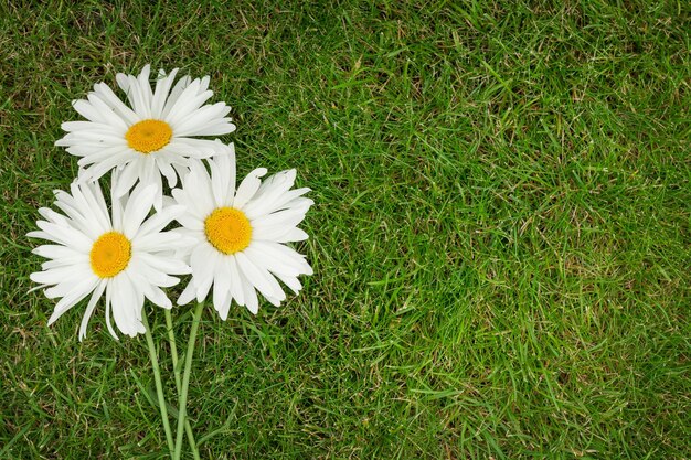 Drie kamillebloemen over groen gras