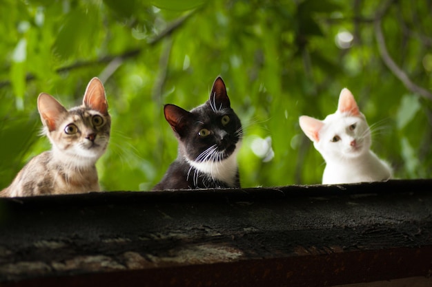 Drie katten kijken geïnteresseerd toe