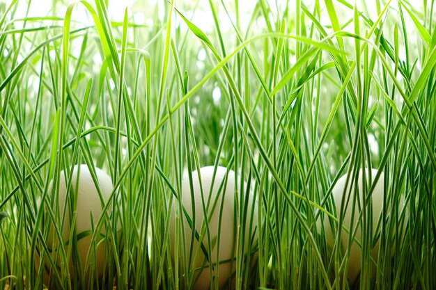 Drie kippeneieren op het vers gemaaid groene gras.