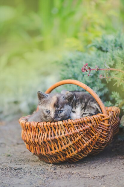 Drie kitten zitten in een mand buitenshuis. Groep van drie kleine kittens