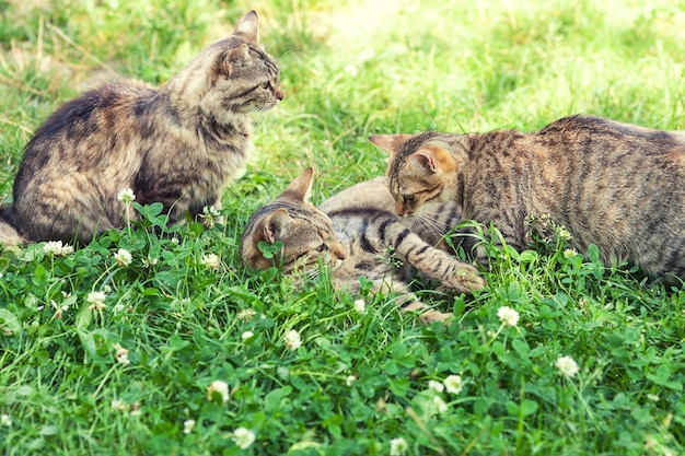 Drie kittens op het gras