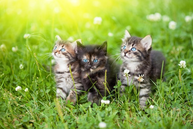 Drie kittens zitten op een klavergazon