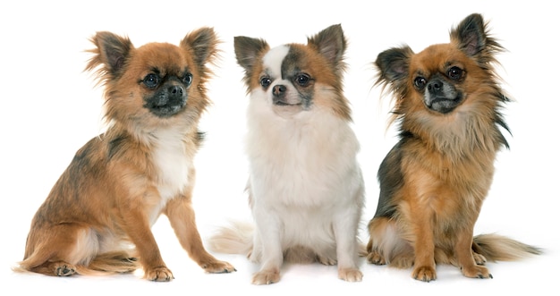 drie kleine chihuahua