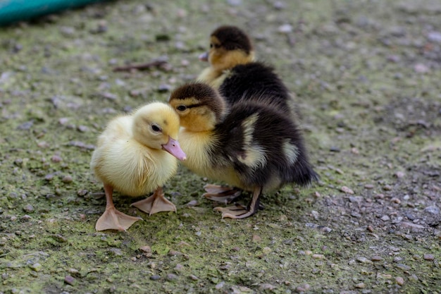 Drie kleine eendjes