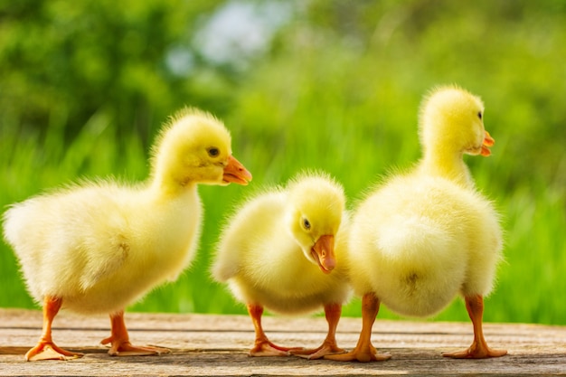 Drie kleine gele gans op natuurlijke groene achtergrond