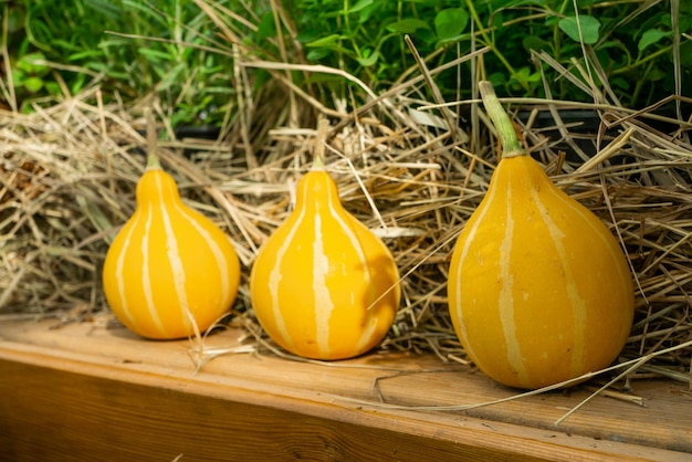 Drie kleine gele pompoenen op de boerenmarkt