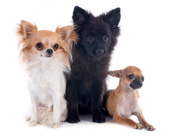 Drie kleine honden