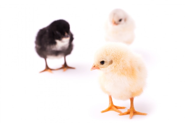 Drie kleine kippen geïsoleerd. Zwarte, witte en gele kippen. Gele kip staat ver van anderen en kijkt naar links.