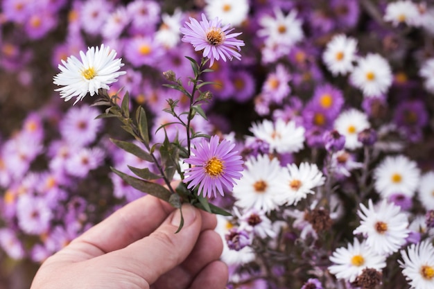 Drie kleine september Asters in een dames hand close-up op een onscherpe natuurlijke achtergrond van bloemen