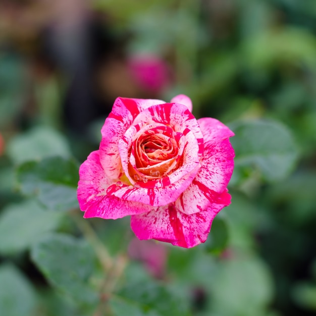 Drie kleuren namen bloeiend in tuin toe