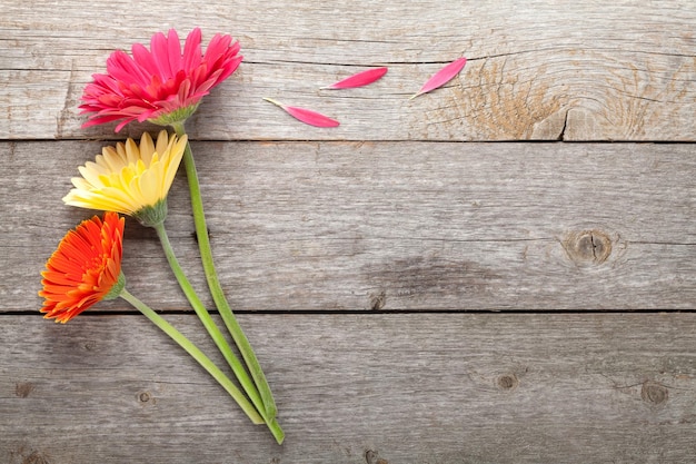 Drie kleurrijke gerbera's