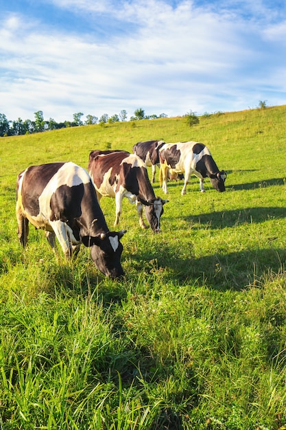 Drie koeien in een weiland